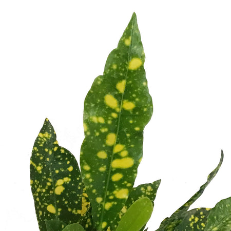 Croton, 3.5in, Gold Dust