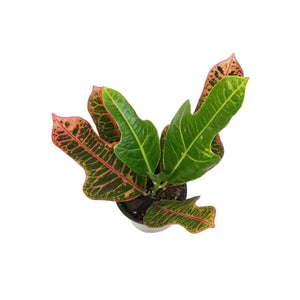 Croton, 3.5in, Excellent