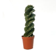 Load image into Gallery viewer, Cactus, 3.5in,Cereus Forbesii
