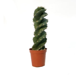 Cactus, 3.5in,Cereus Forbesii