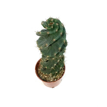 Load image into Gallery viewer, Cactus, 3.5in,Cereus Forbesii
