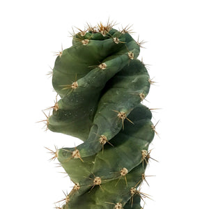 Cactus, 3.5in,Cereus Forbesii