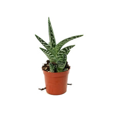 Load image into Gallery viewer, Succulent, 2.5in, Pheasant
