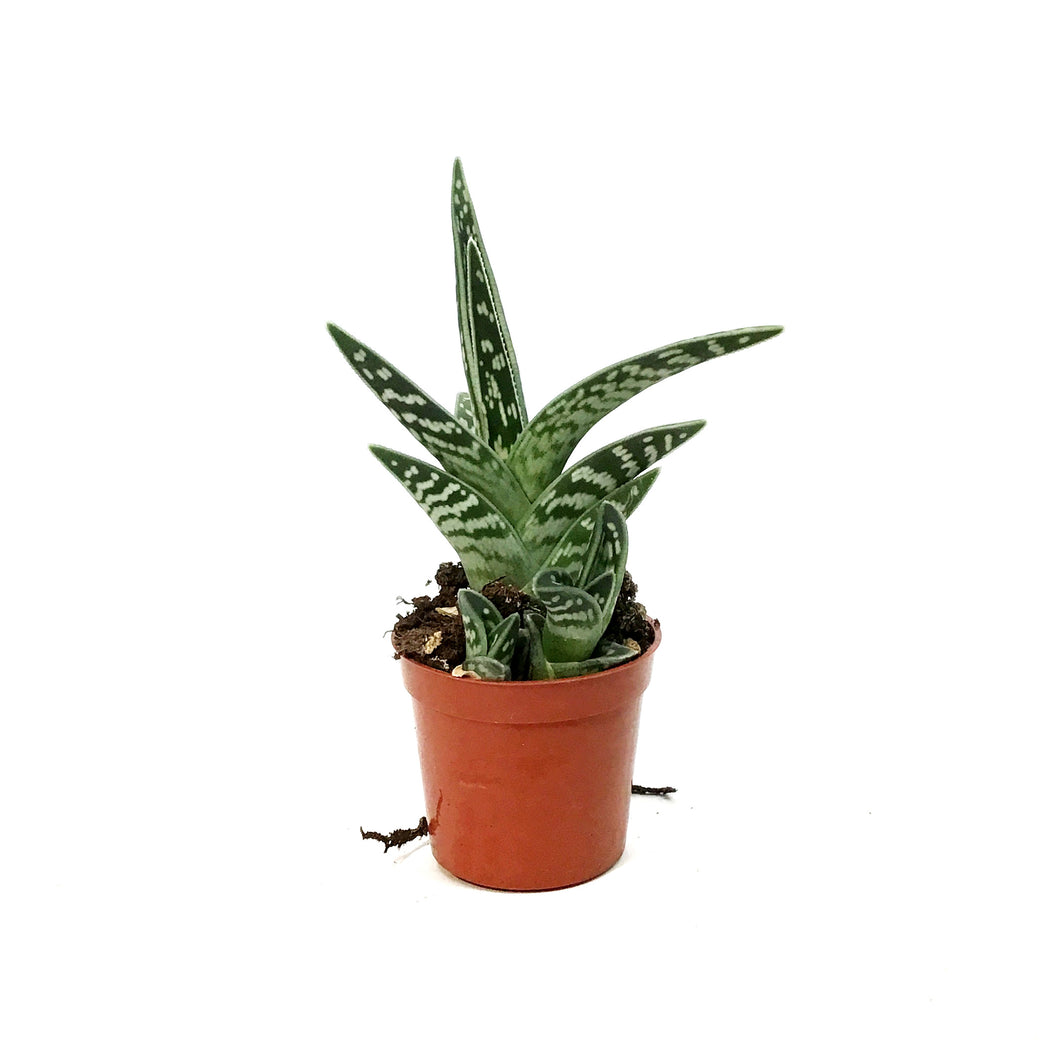 Succulent, 2.5in, Pheasant