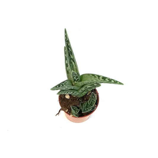 Succulent, 2.5in, Pheasant