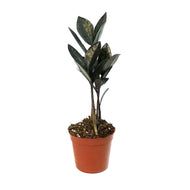 ZZ Plant, 2.5in, Oscuro