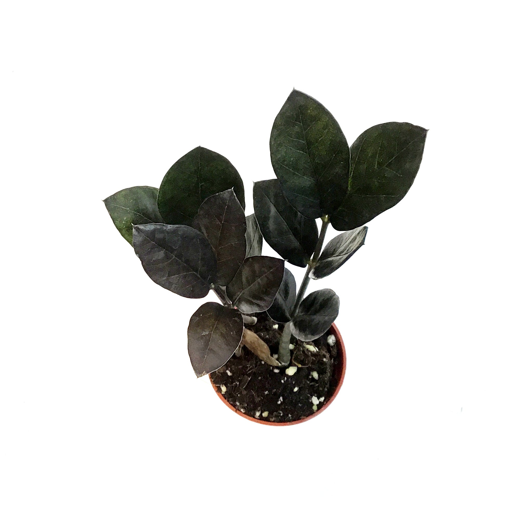 ZZ Plant, 2.5in, Oscuro – Floral Acres Greenhouse & Garden Centre