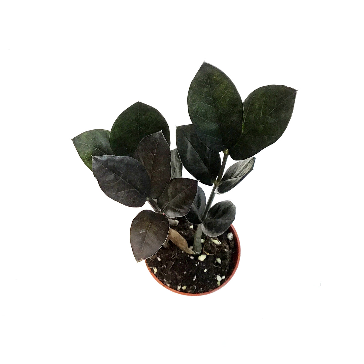 ZZ Plant, 2.5in, Oscuro