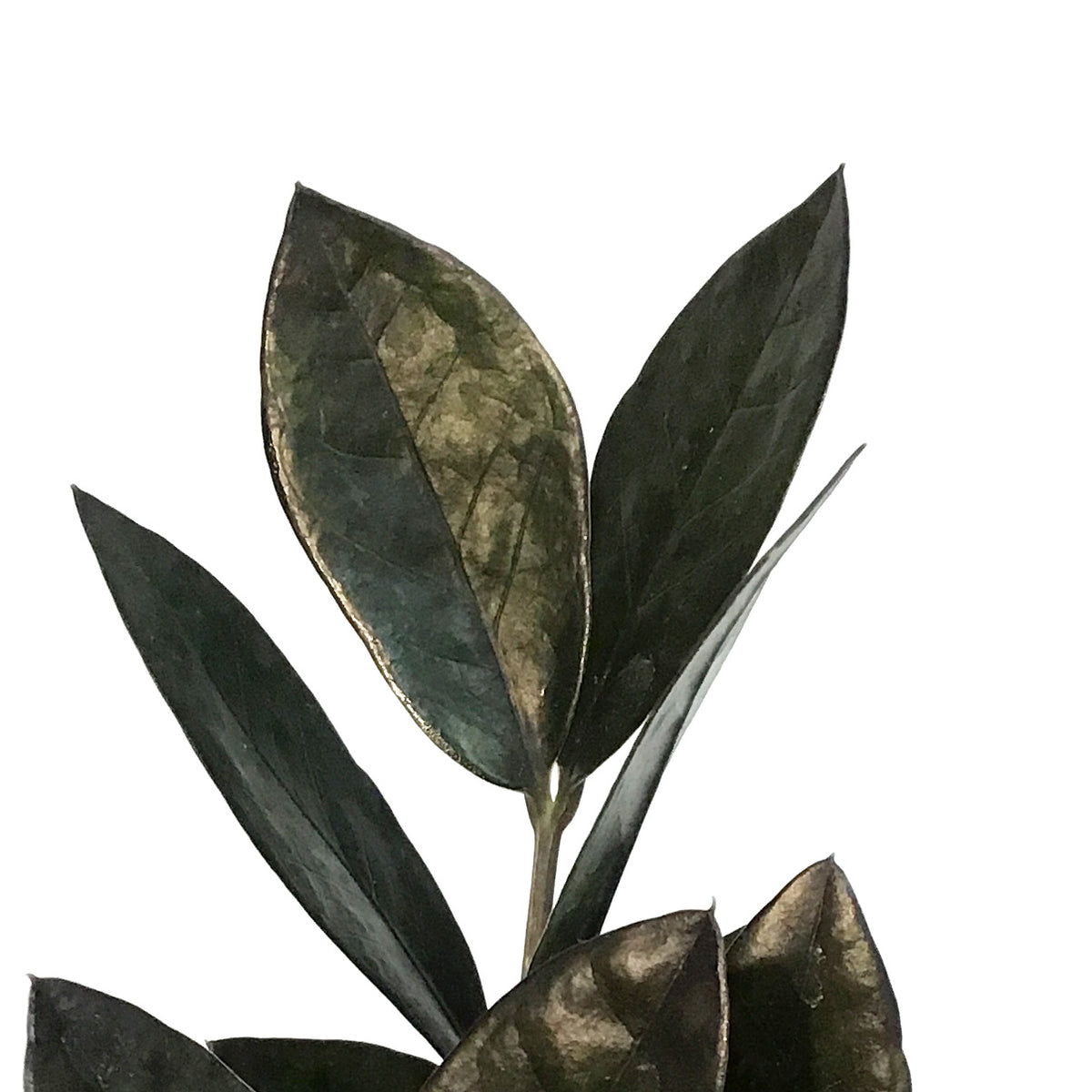 ZZ Plant, 2.5in, Oscuro