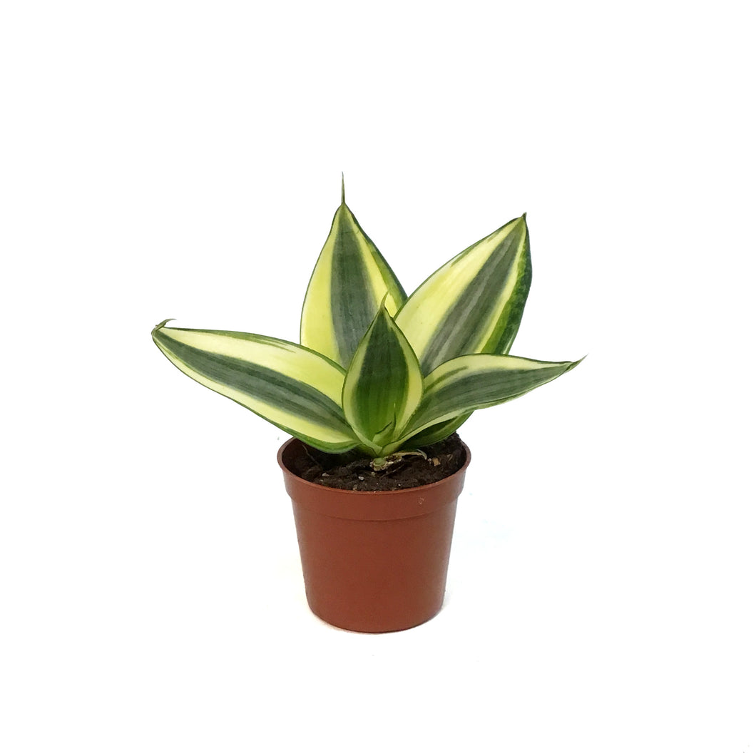 Sansevieria, 2.5, Birds Nest