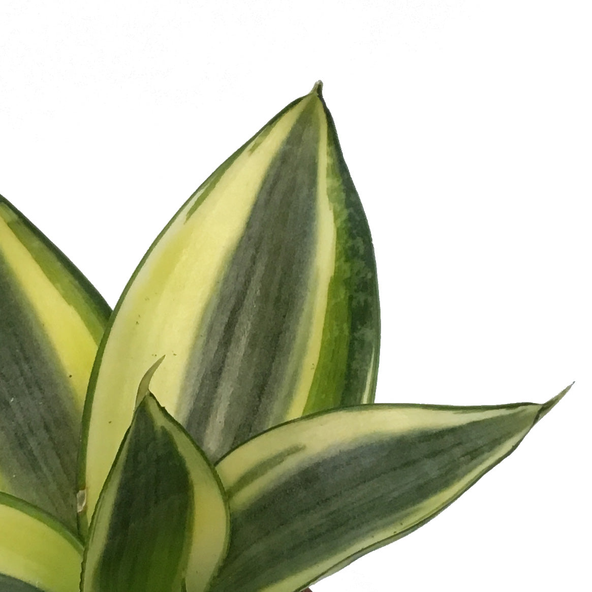 Sansevieria, 2.5, Birds Nest