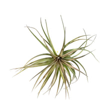 Load image into Gallery viewer, Tillandsia Stricta, 6-7&quot;
