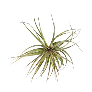 Tillandsia Stricta, 6-7"