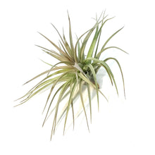 Load image into Gallery viewer, Tillandsia Stricta, 6-7&quot;
