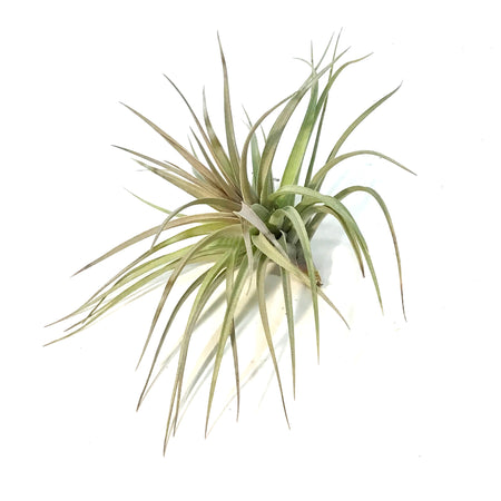 Tillandsia Stricta, 6-7"