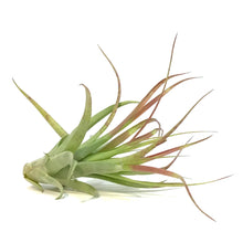 Load image into Gallery viewer, Tillandsia Brachycaulous Multiflora
