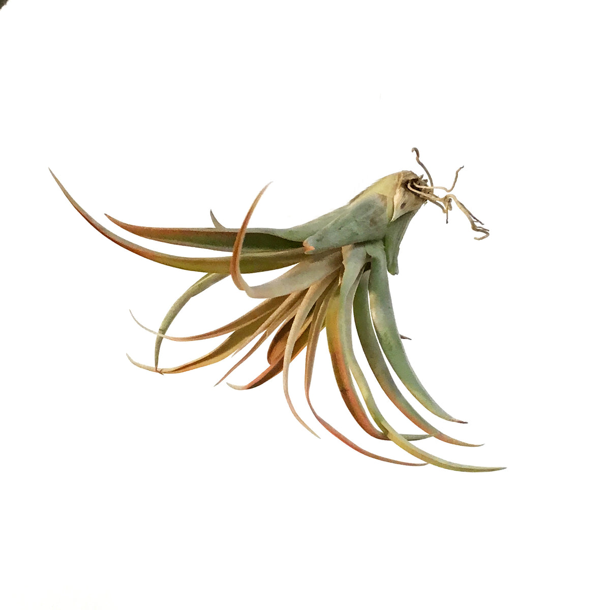 Tillandsia Capittata Peach, Small, 2.5-3"
