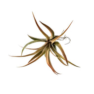 Tillandsia Capittata Peach, Medium, 2.5-3