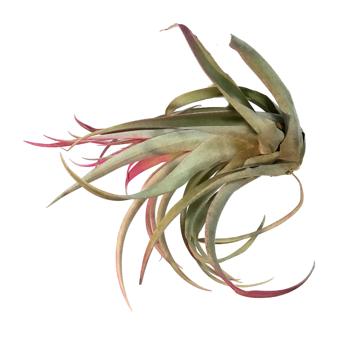 Tillandsia Capittata Peach, Large, 5"