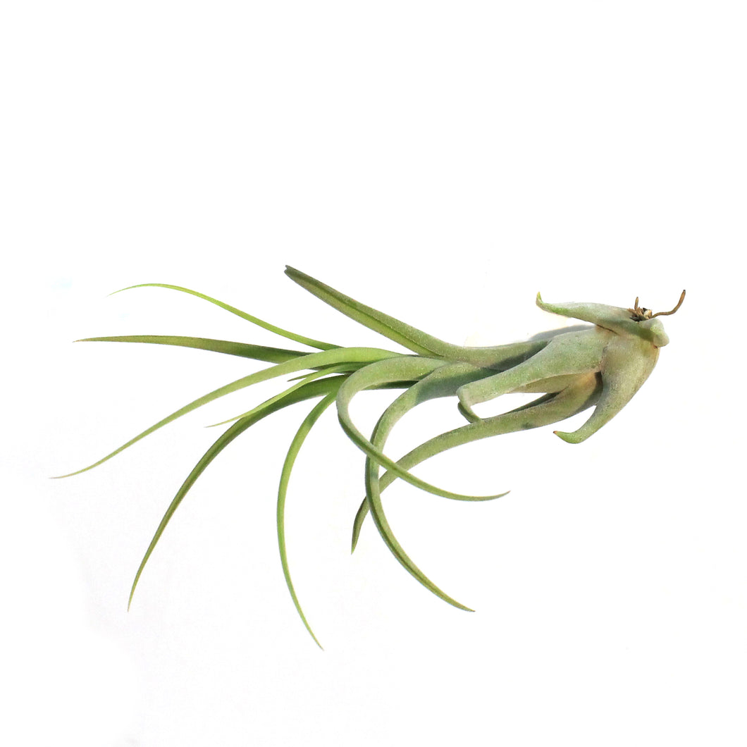 Tillandsia Caput medusae, 4-5