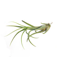 Tillandsia Caput medusae, 4-5