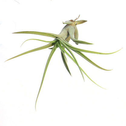 Tillandsia Caput medusae, 4-5"