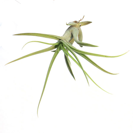 Tillandsia Caput medusae, 4-5"