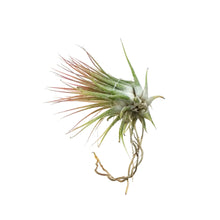 Load image into Gallery viewer, Tillandsia Ionantha Ionantha, 3&quot;
