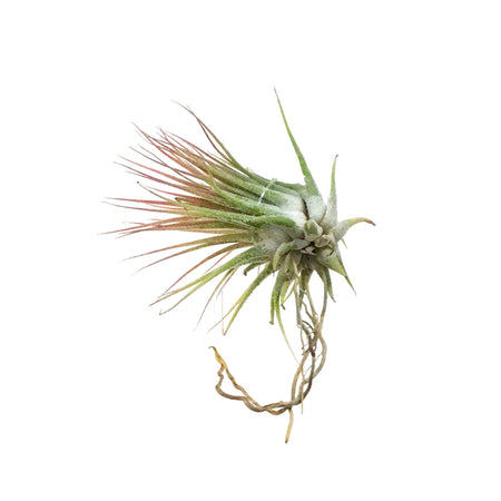 Tillandsia Ionantha Ionantha, 3"