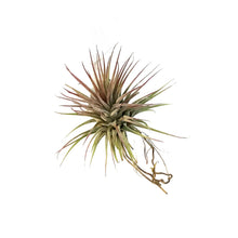 Load image into Gallery viewer, Tillandsia Ionantha Ionantha, 3&quot;
