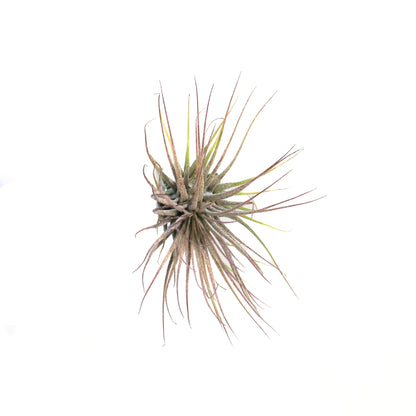 Tillandsia Ionantha Ionantha, 3"