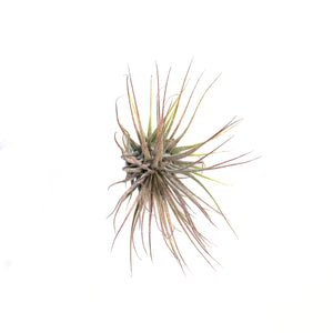 Tillandsia Ionantha Ionantha, 3"
