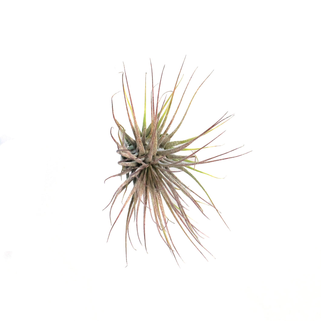 Tillandsia Ionantha Ionantha, 3