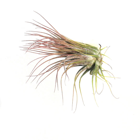 Tillandsia Ionantha Ionantha, 3"