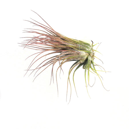Tillandsia Ionantha Ionantha, 3"