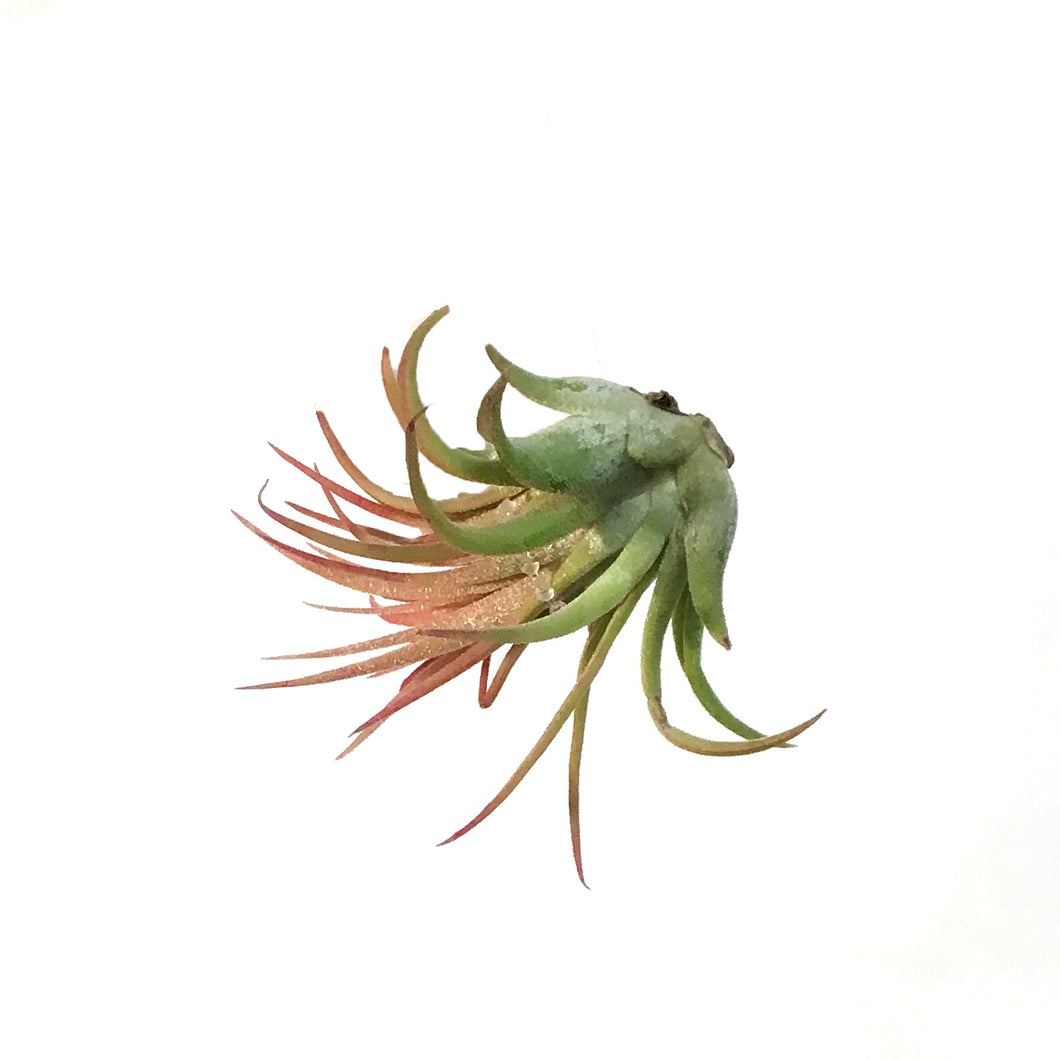 Tillandsia Ionantha Rubra,2