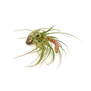 Tillandsia Melanocrater, Tricolor, 6"