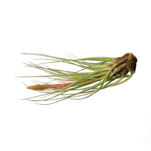 Tillandsia Melanocrater, Tricolor, 6"