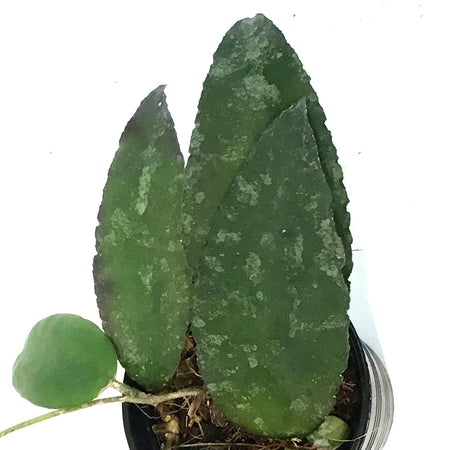 Hoya, 2.75in, Caudata Sumatra