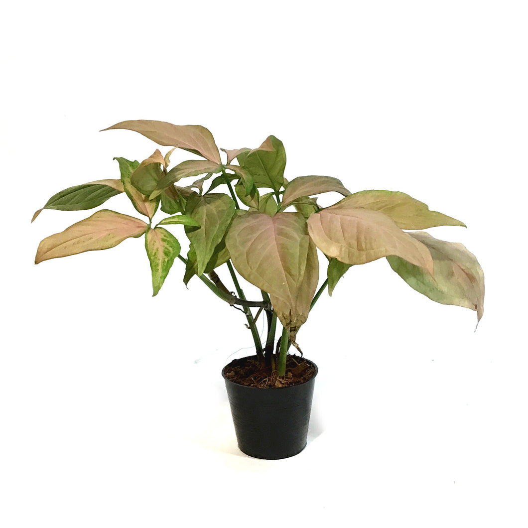 Syngonium, 2.75in,Pink Lava