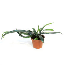 Load image into Gallery viewer, Fern, 3in, Blue Oil
