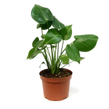 Load image into Gallery viewer, Philodendron, 6in, Split Leaf
