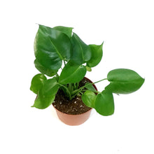 Load image into Gallery viewer, Philodendron, 6in, Split Leaf
