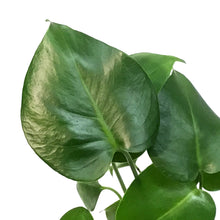 Load image into Gallery viewer, Philodendron, 6in, Split Leaf
