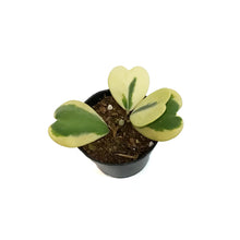 Load image into Gallery viewer, Hoya, 4in, Kerrii Variegated
