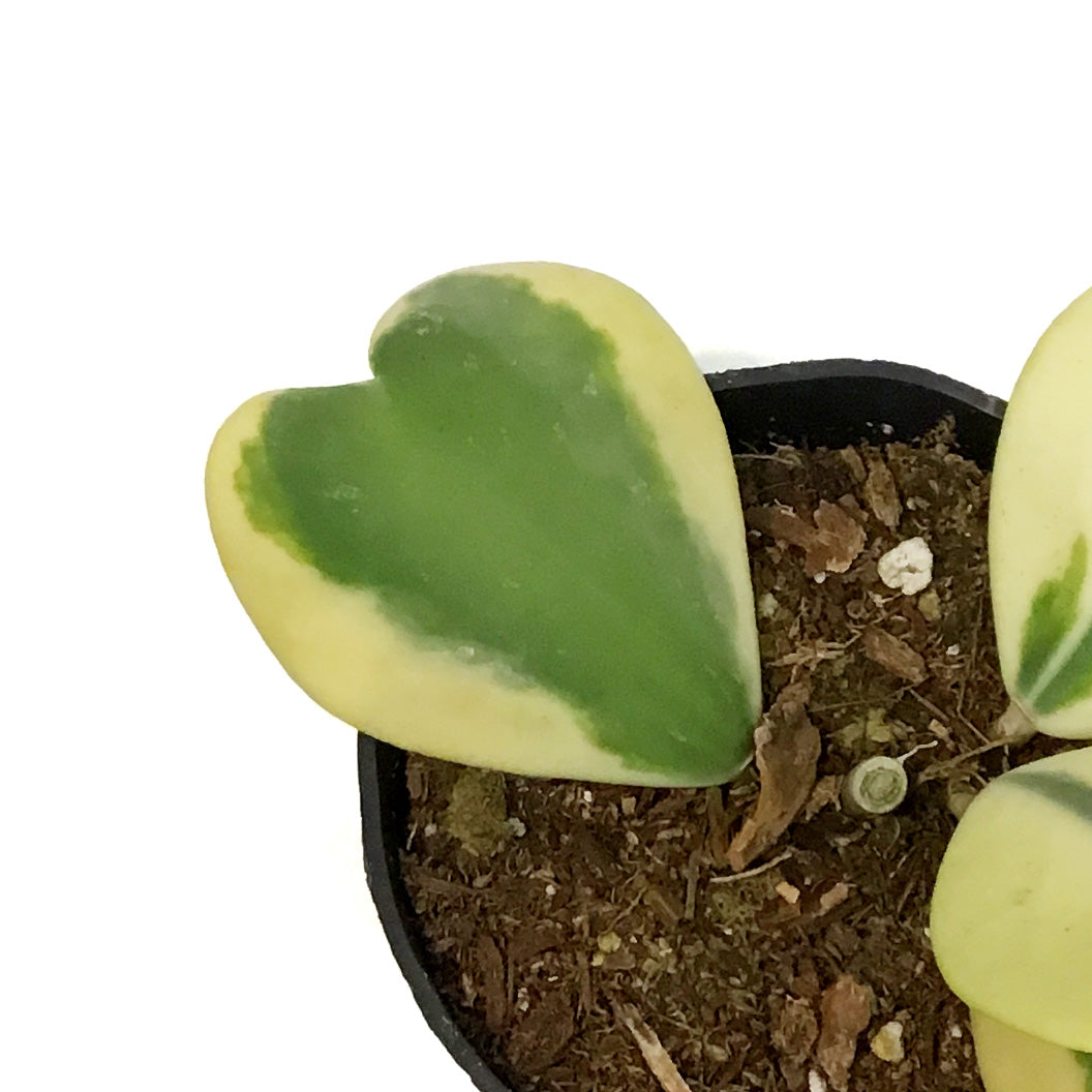 Hoya, 4in, Kerrii Variegated