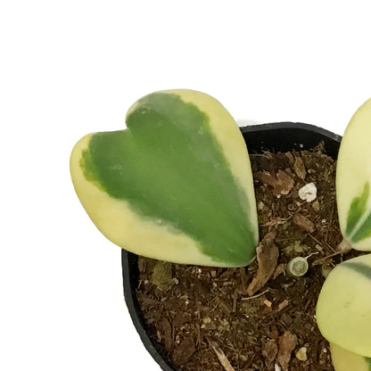 Hoya, 4in, Kerrii Variegated