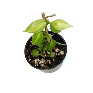 Vanilla Planifolia, 6in