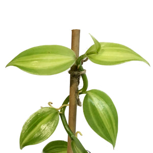 Vanilla Planifolia, 6in