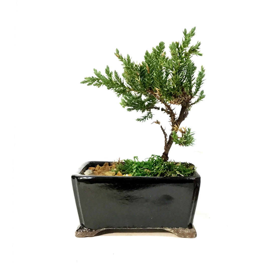 Bonsai, 4in, Juniper in Ceramic Pot